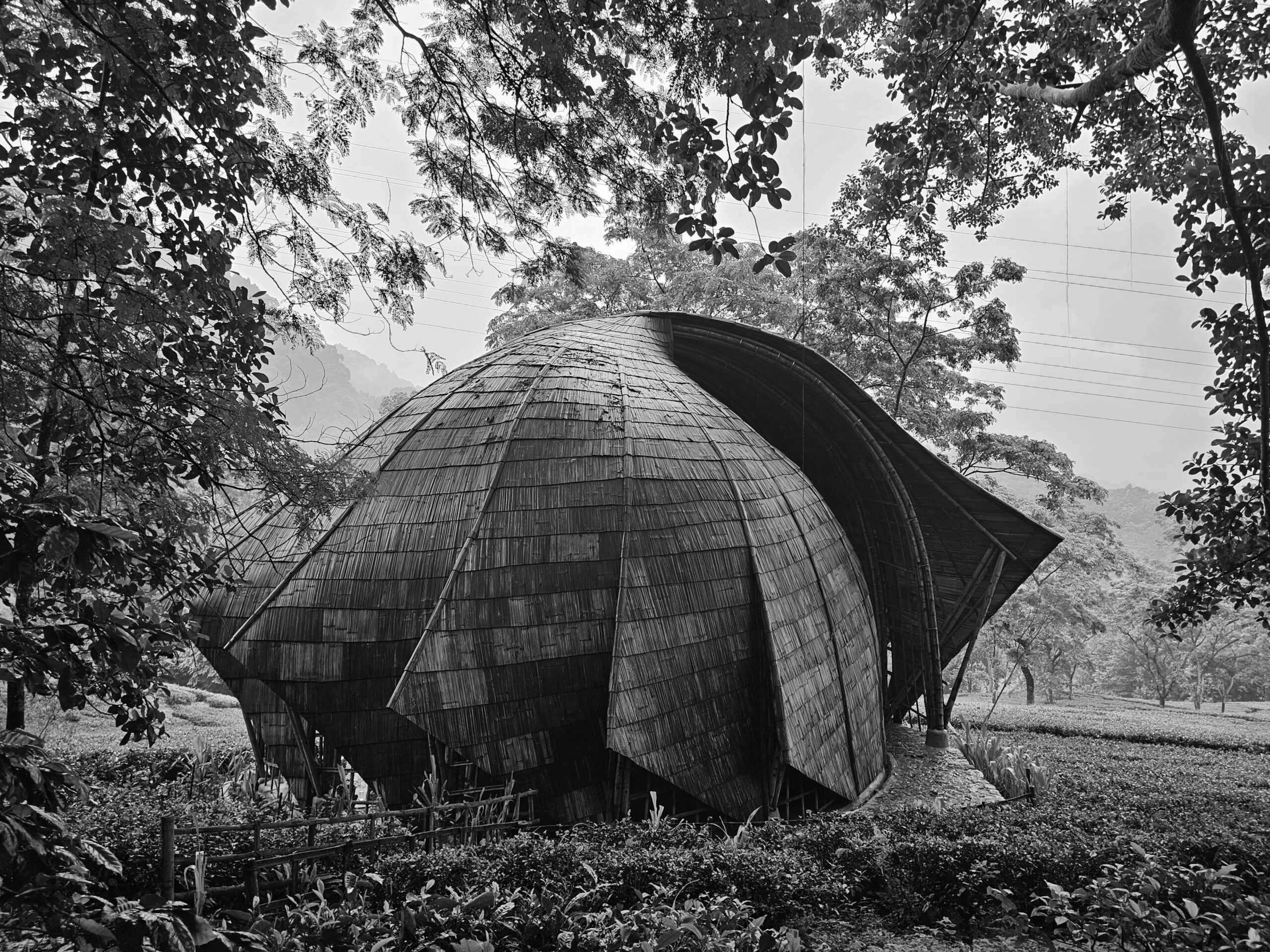 Makaibari Tea Pavillion, Kurseong